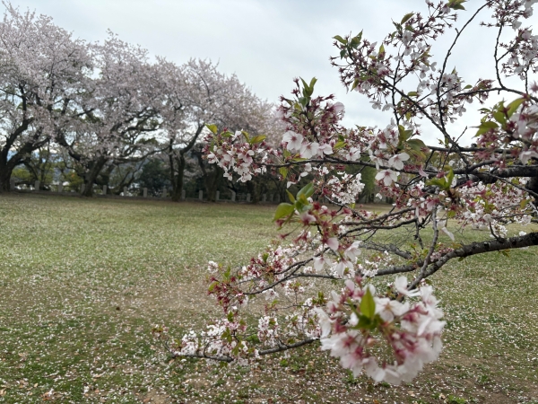 恒例のお花見へ!